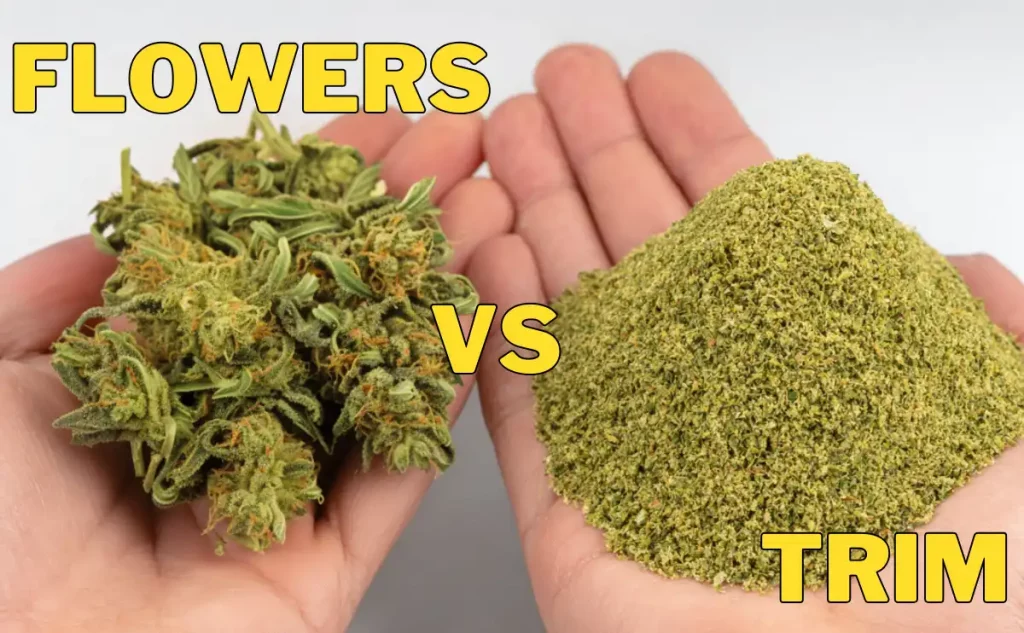 Comparison of CBD flowers vs CBD trim shown in two hands – premium CBD buds versus ground hemp biomass
