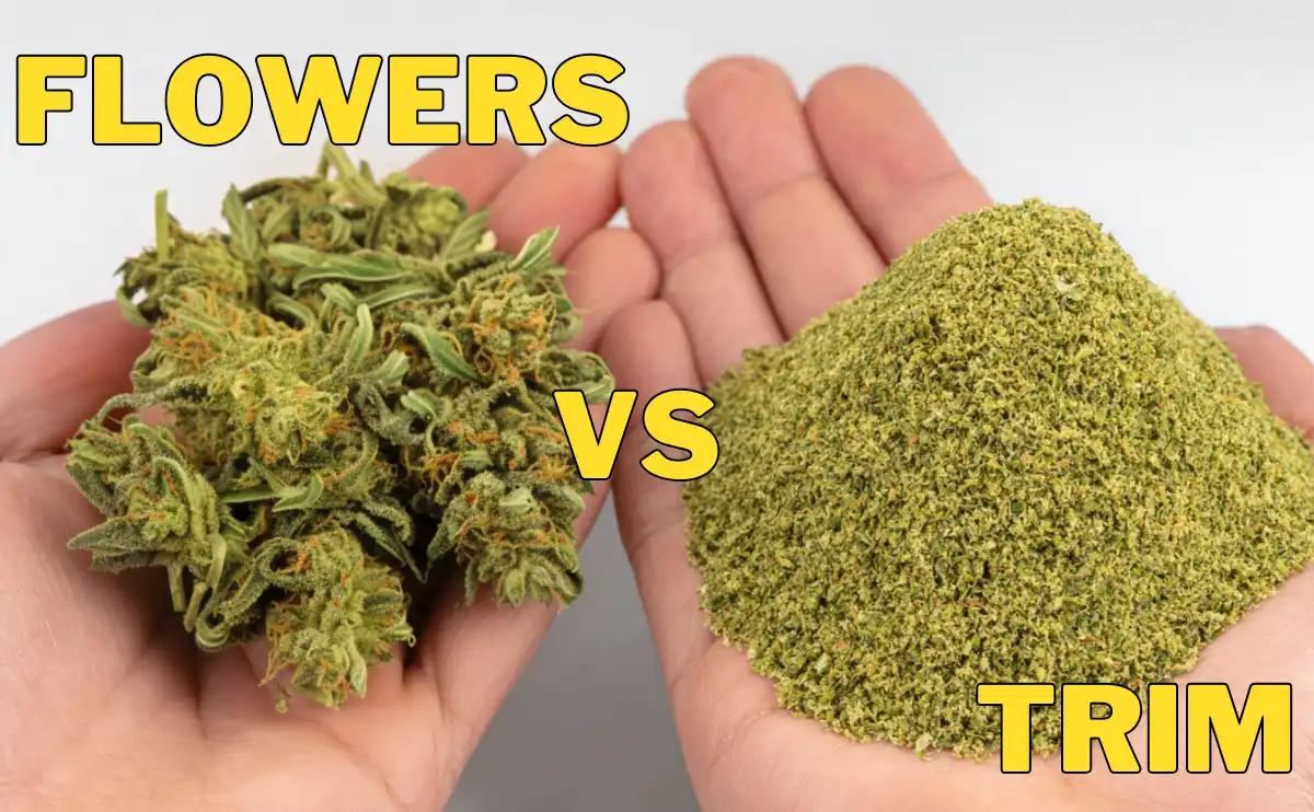 Comparison of CBD flowers vs CBD trim shown in two hands – premium CBD buds versus ground hemp biomass